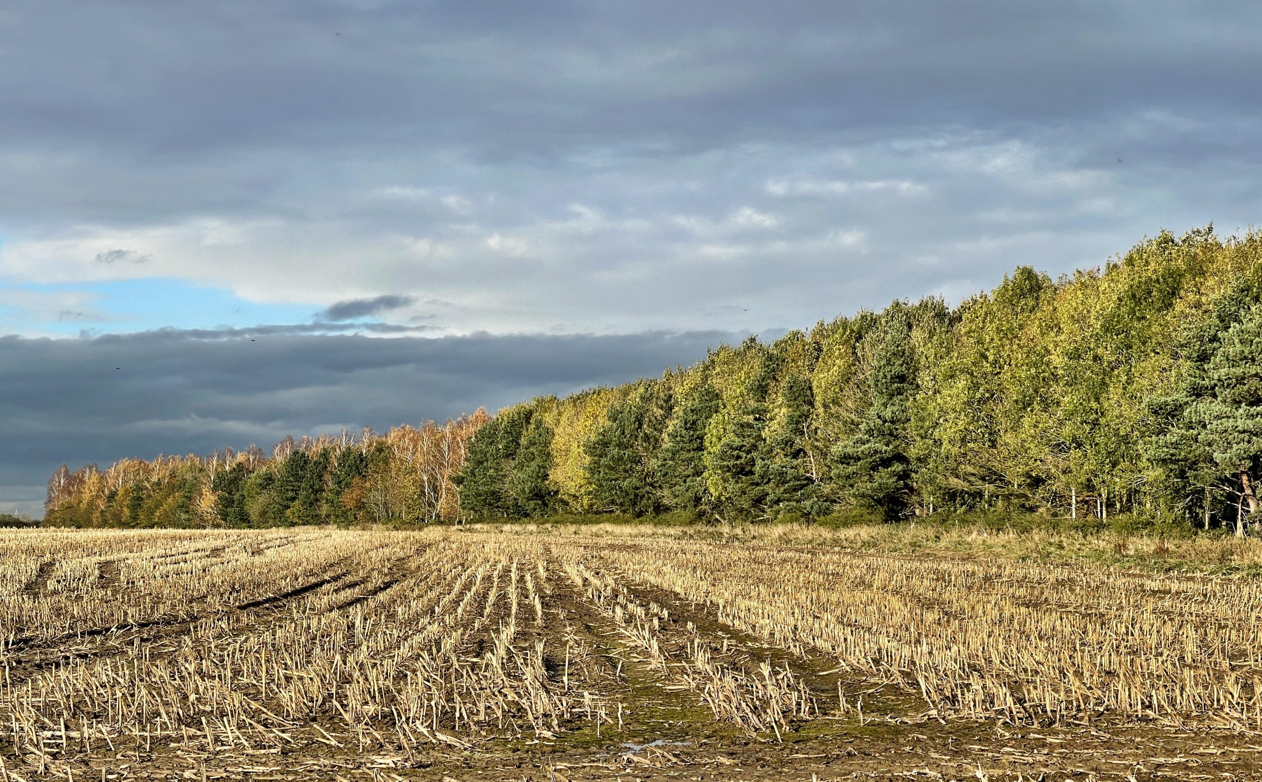 Autumn colours​ and an empty field