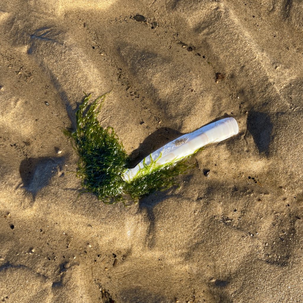 Razor clam 