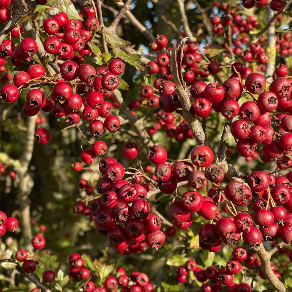 Red berries