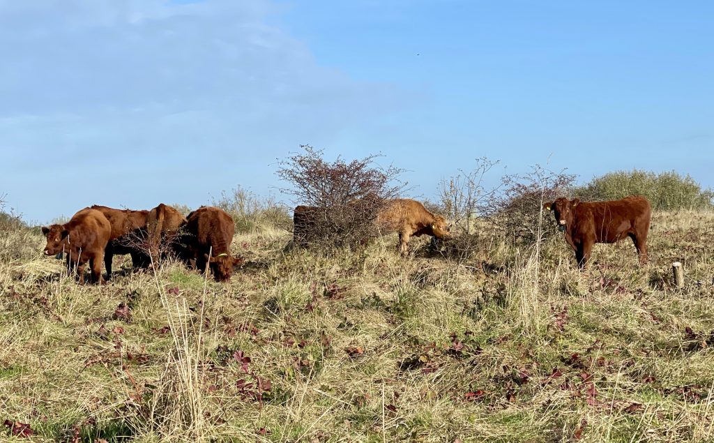 Cows on the path ​