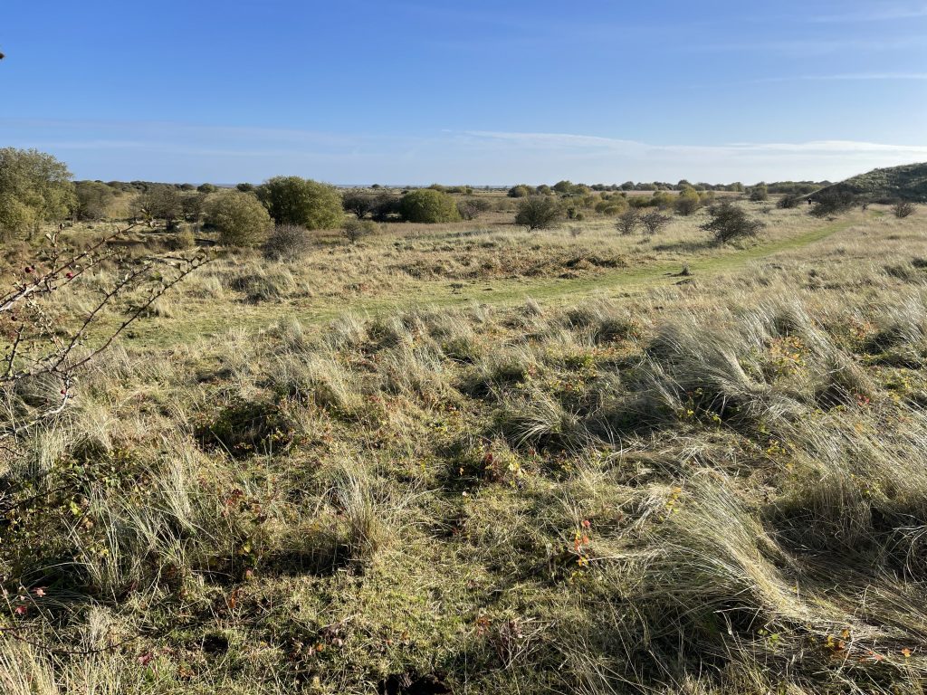 Lincolnshire dunes