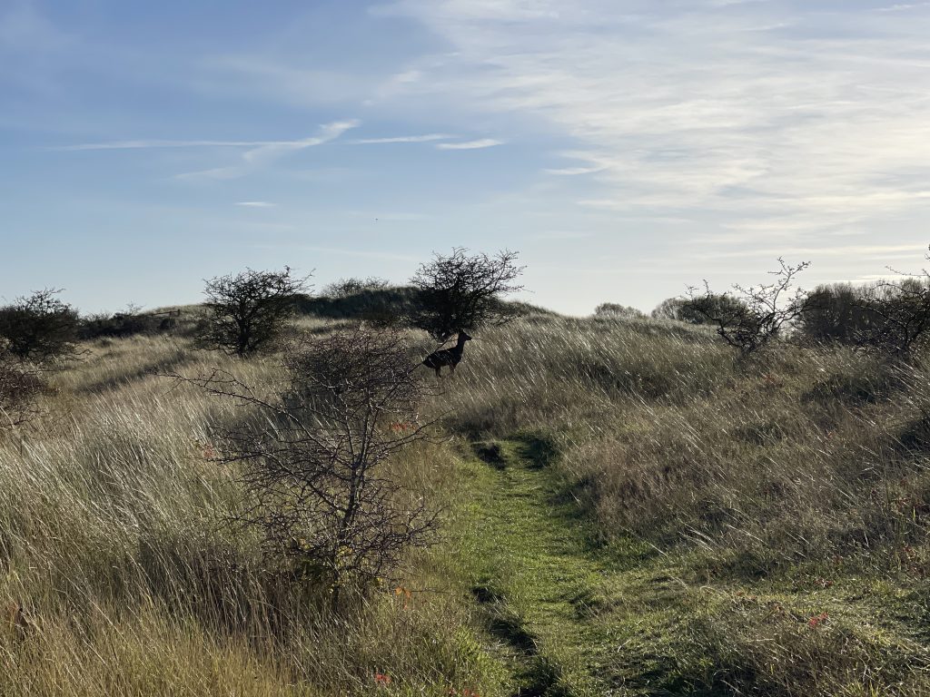 Running deer