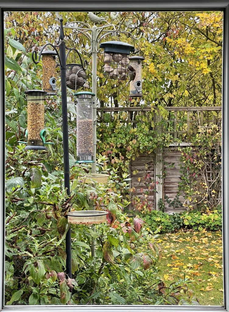 Six feeders, two bird baths and one sparrow​