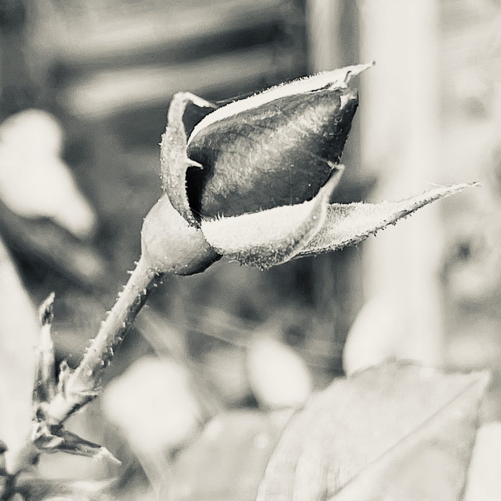 Rose bud in autumn
