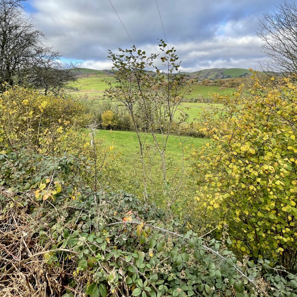 Near Machynlleth