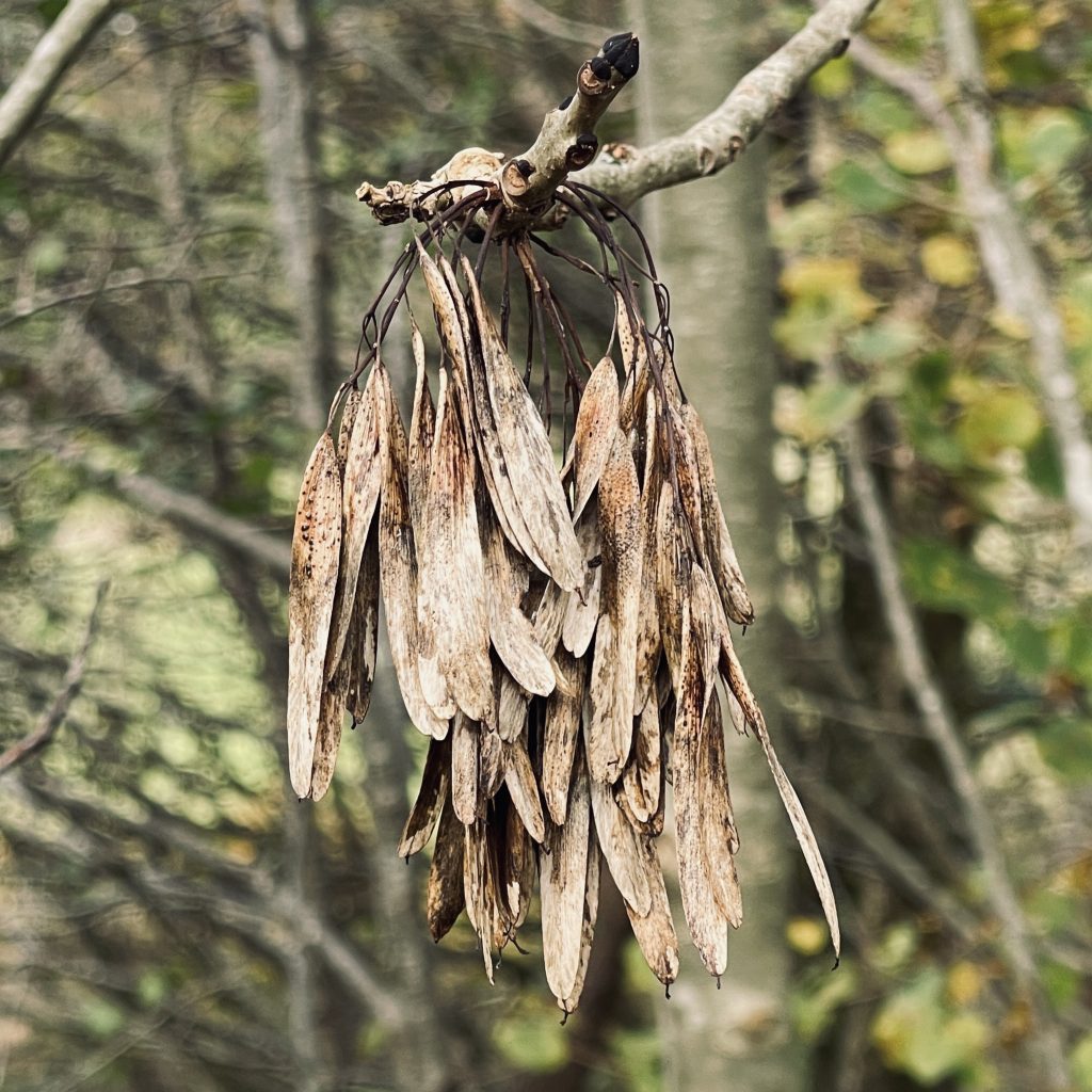 Seeds