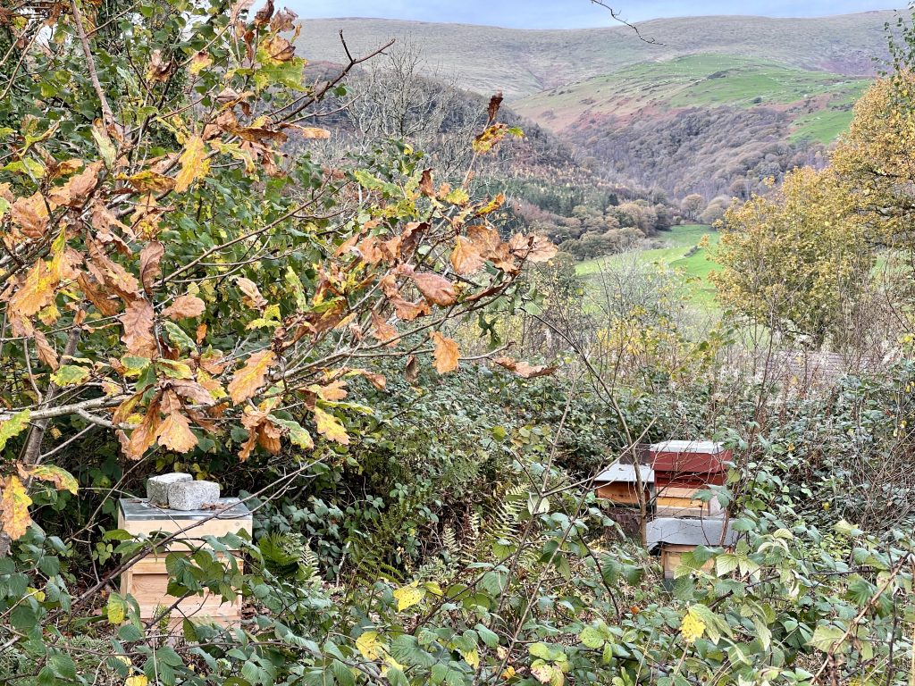 Bee farm