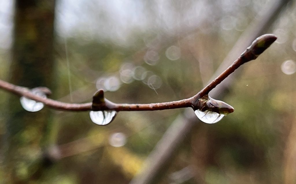 Rain drops on a twig