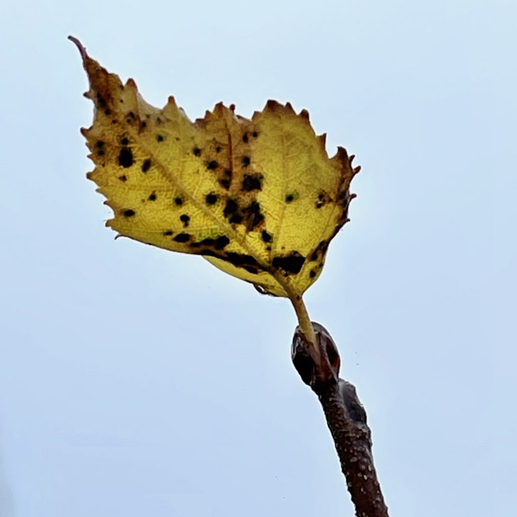 Lone autumn leaf