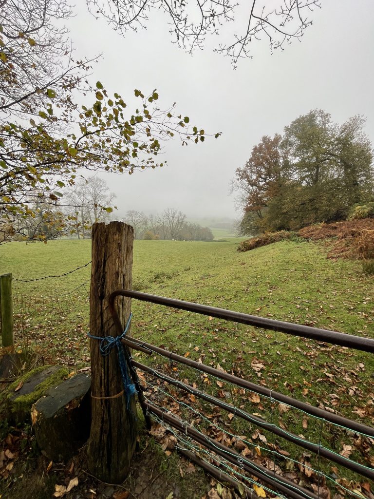 Foggy farmland