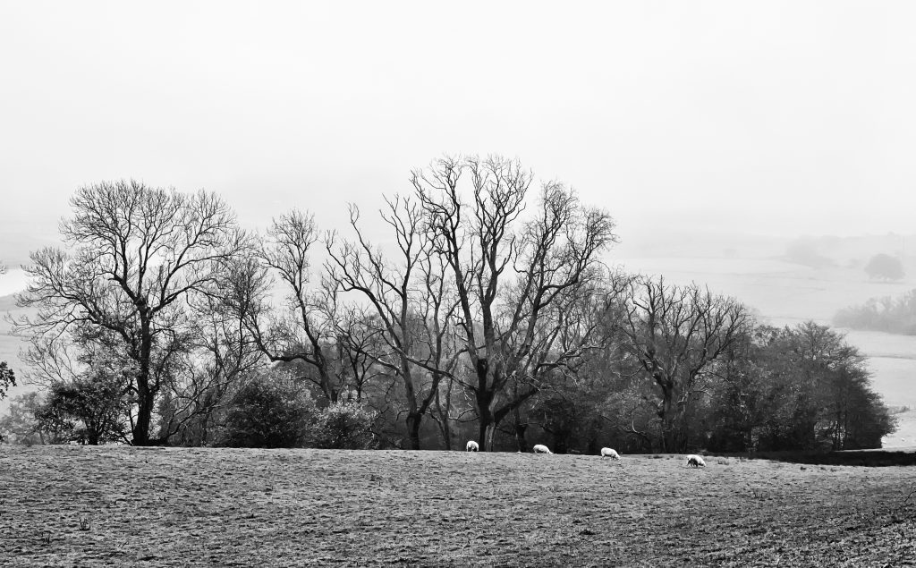 Sheep and River Dovey