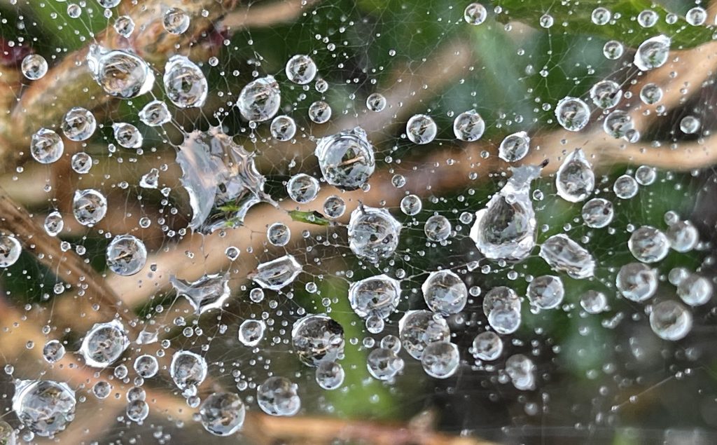 Spider Web and rain drops Plas Talgarth
