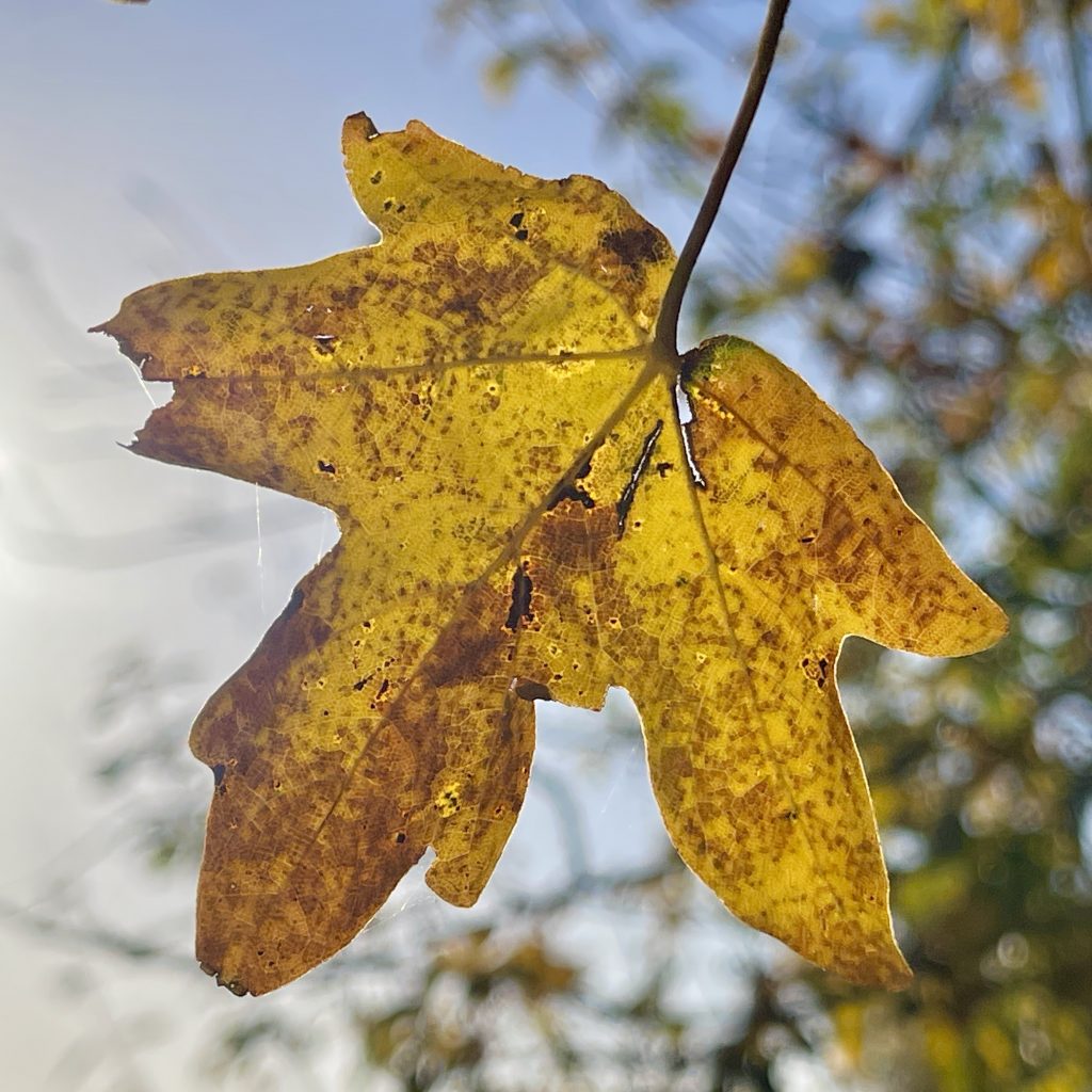 Autumn leaf in the sun