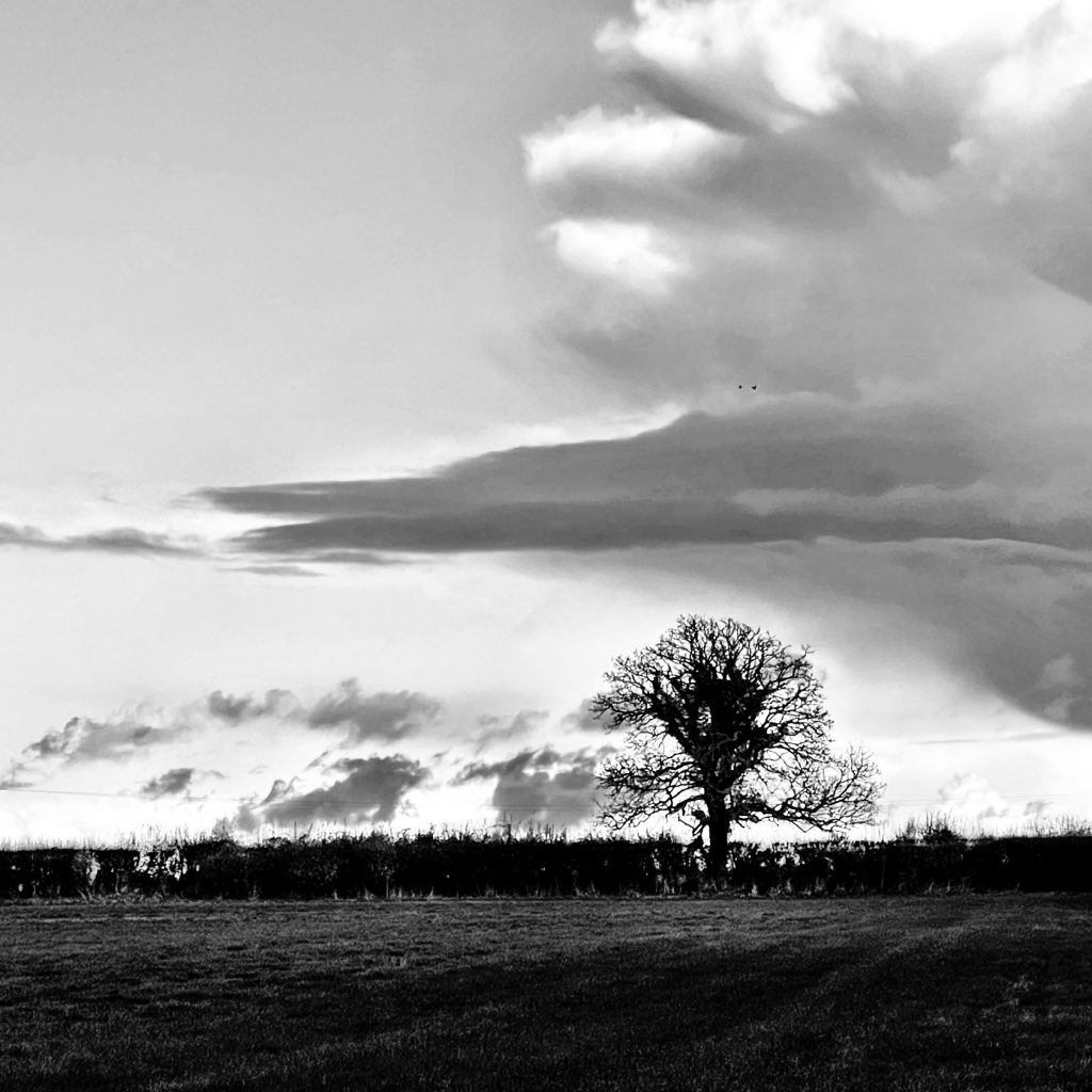 Lone tree in the style of Ansel Adams