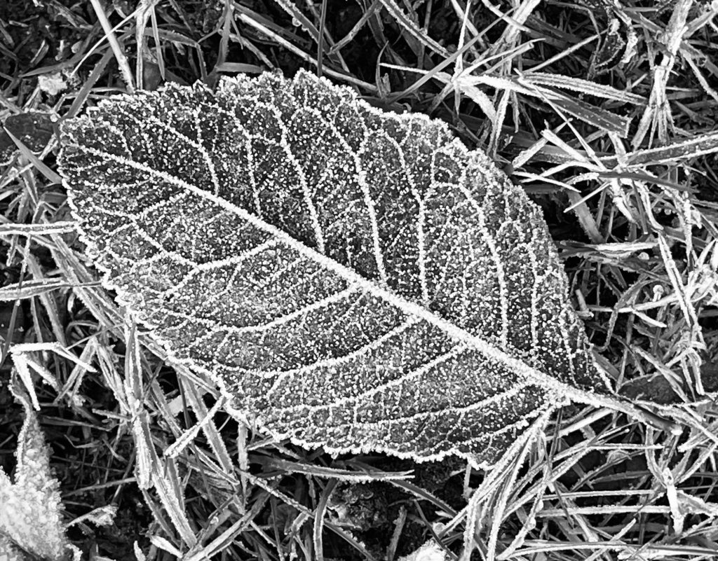 Frosty leaf