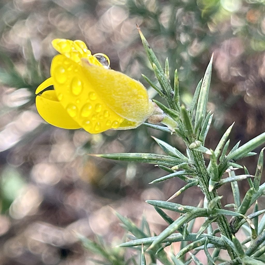 Gorse 