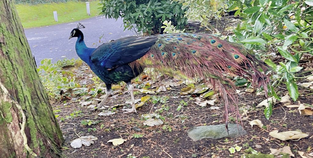 Peacock