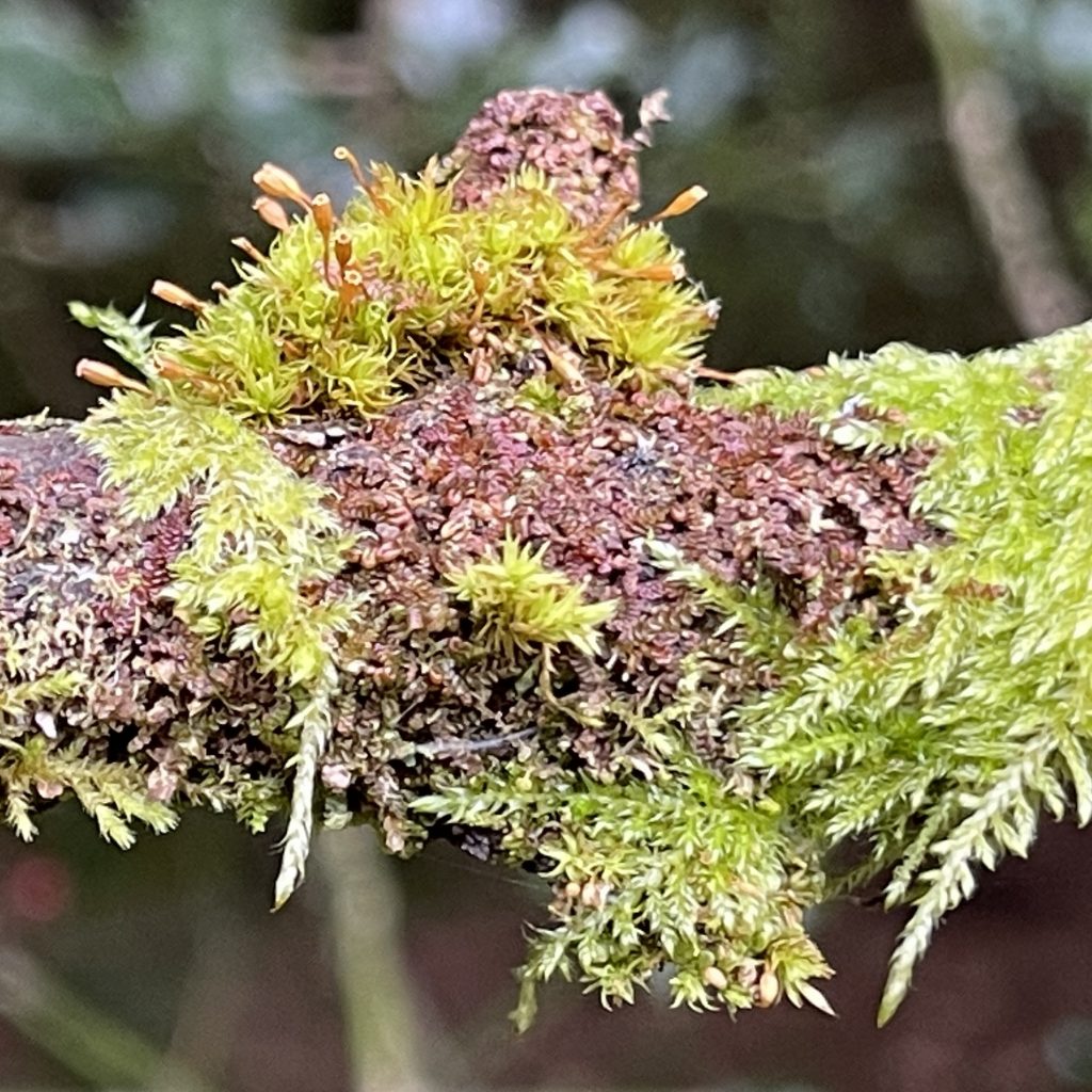 Lichen