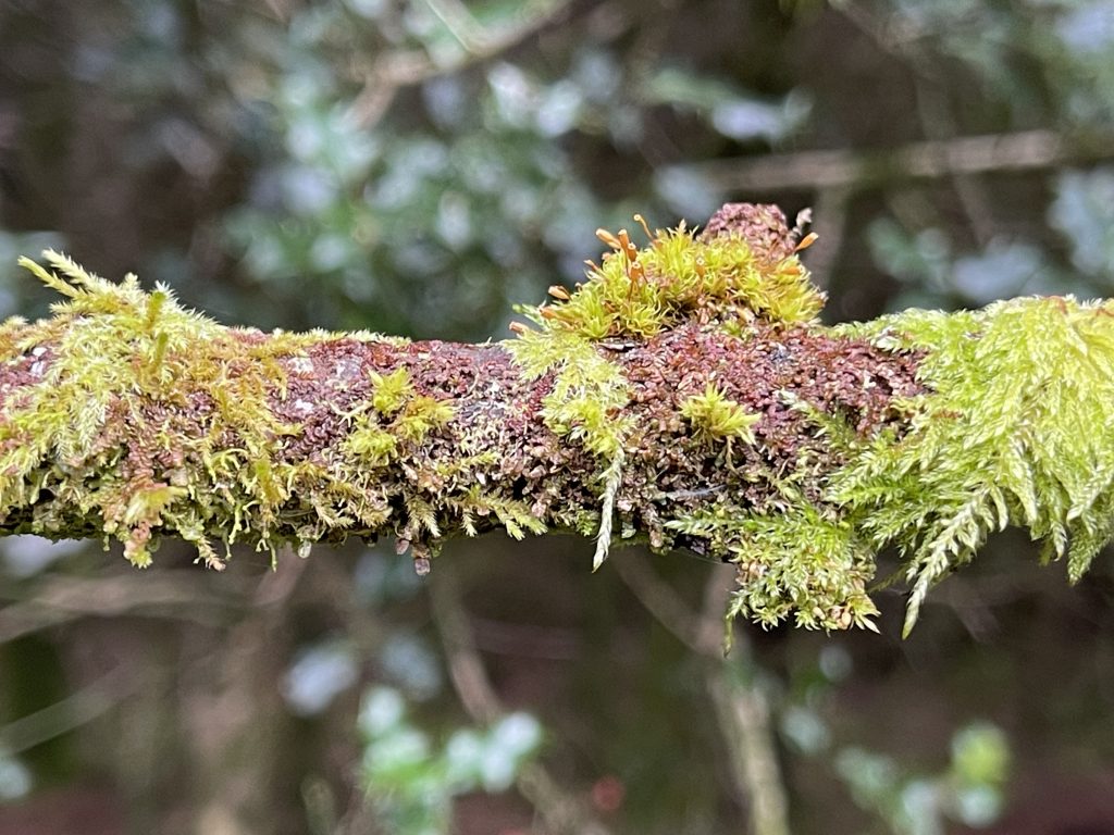 Lichen