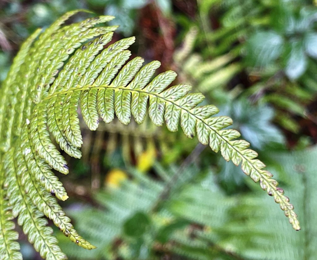 Fern