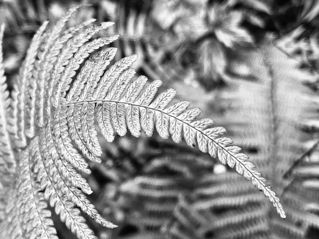 Fern