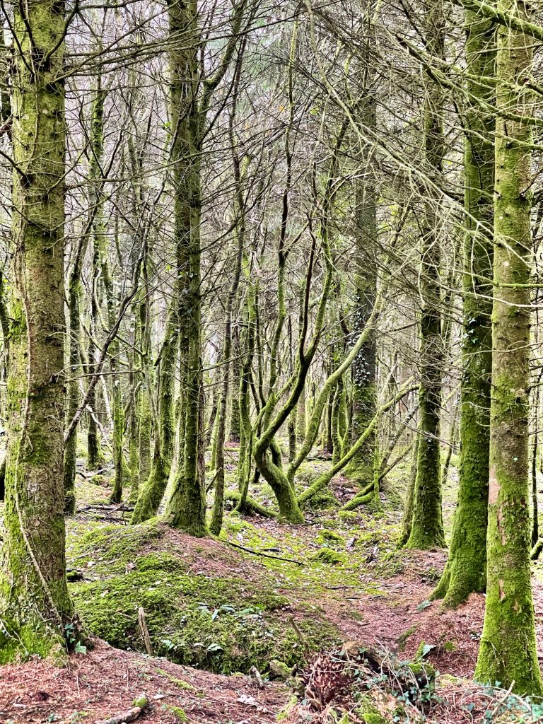 Holsworthy Woods