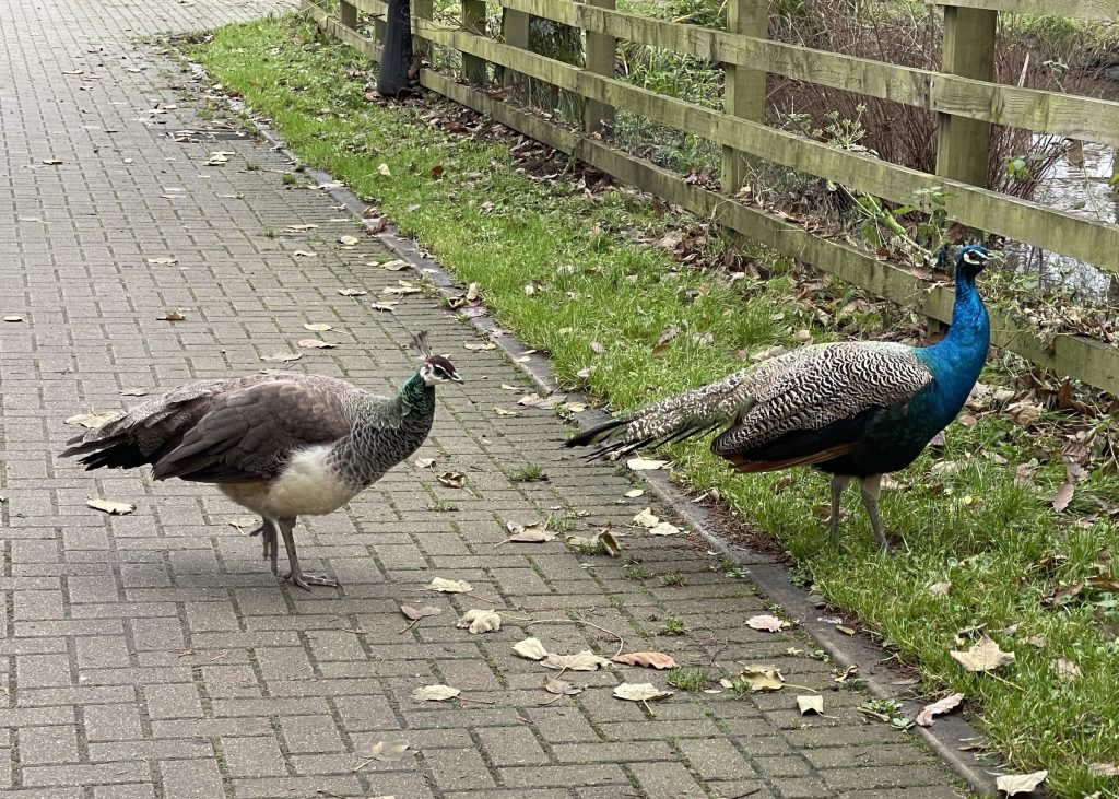 Peacocks