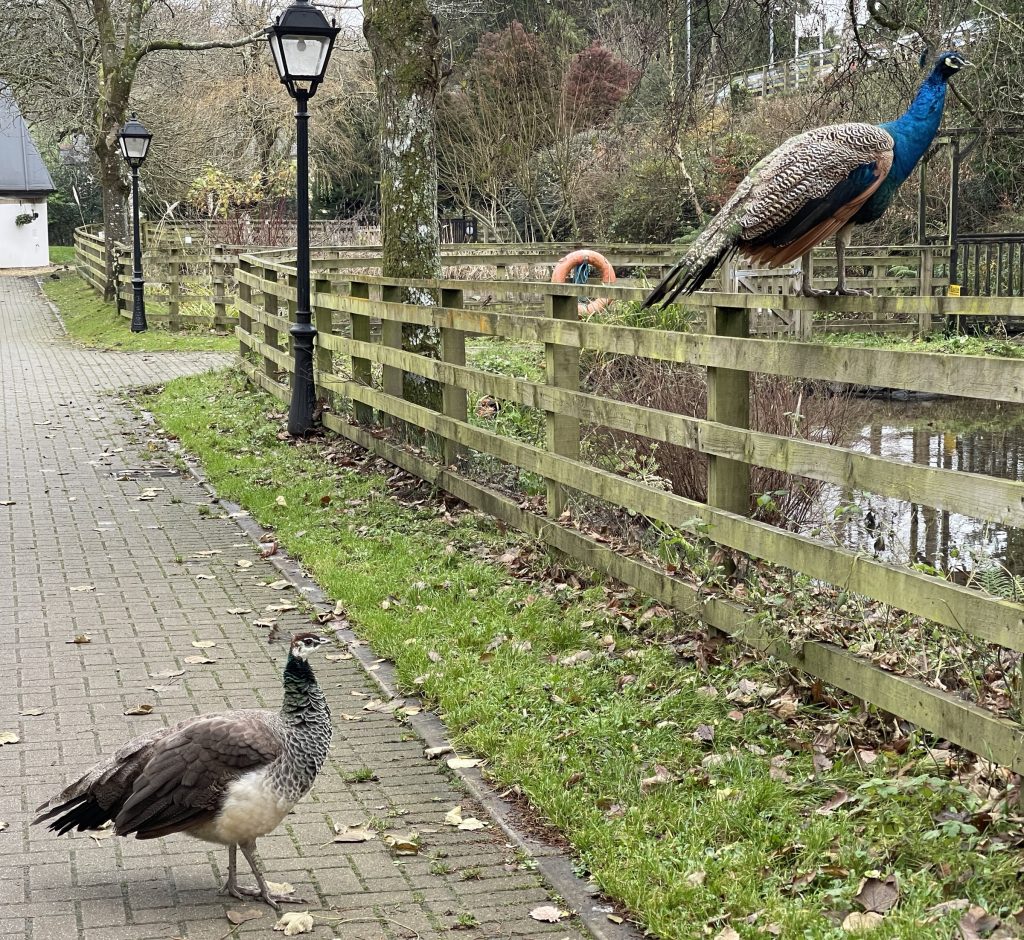 Peacocks