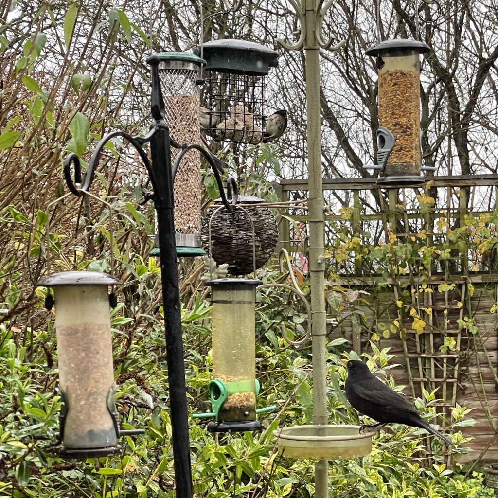 Blackbird at the bird feeders