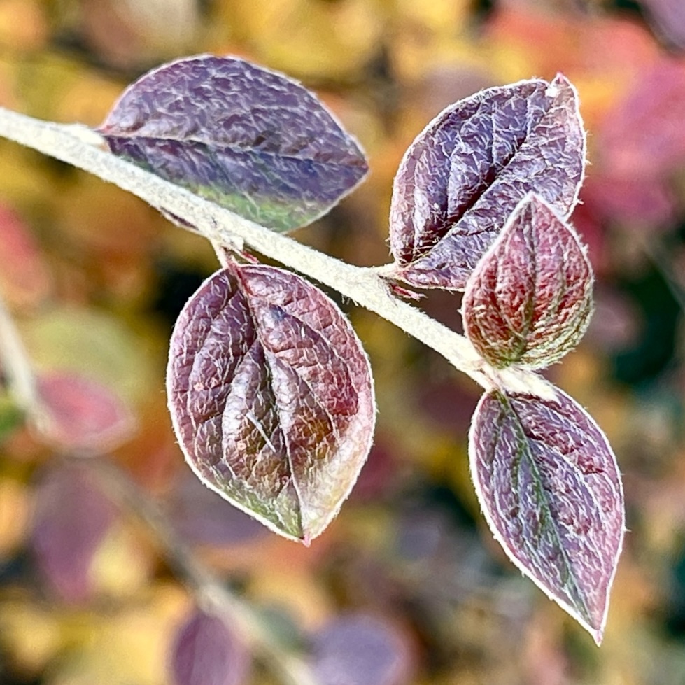 Leaves