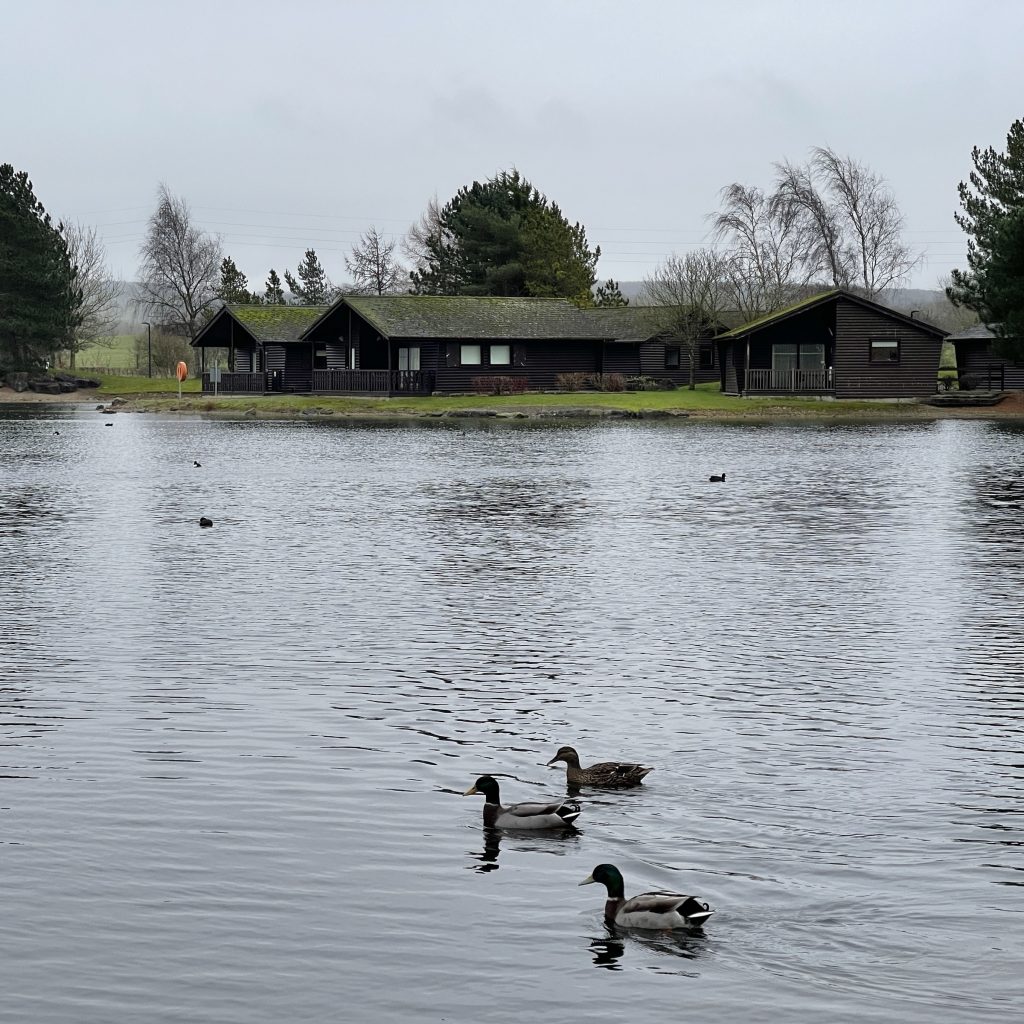 Pine Lake ducks