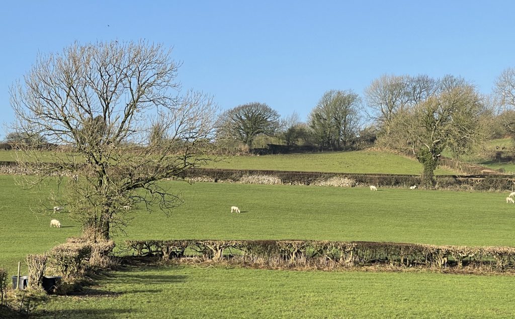 Sheep field