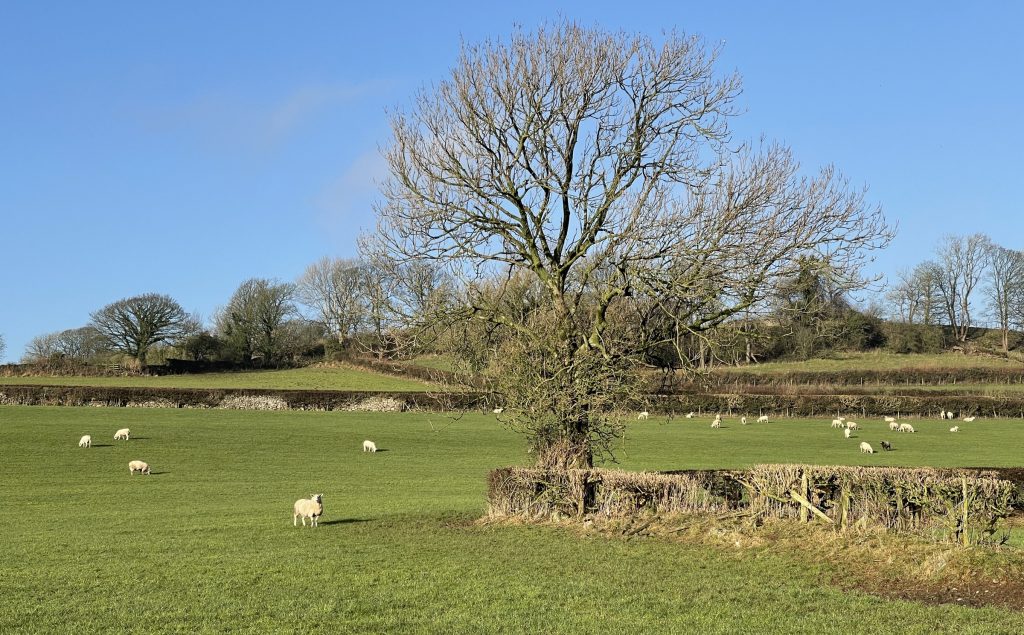 Sheep fields