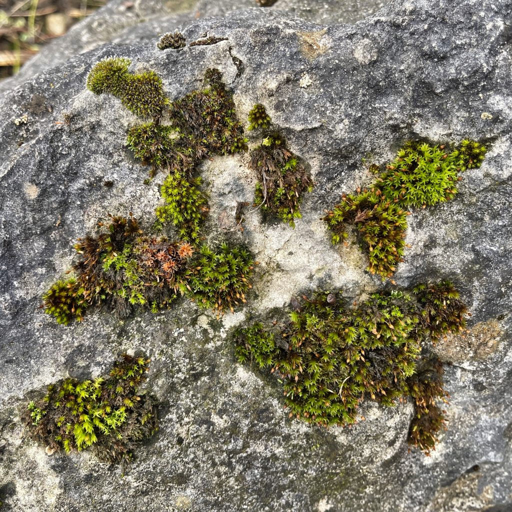 Moss on rock