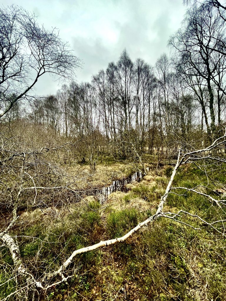 Craigellachie National Nature Reserve