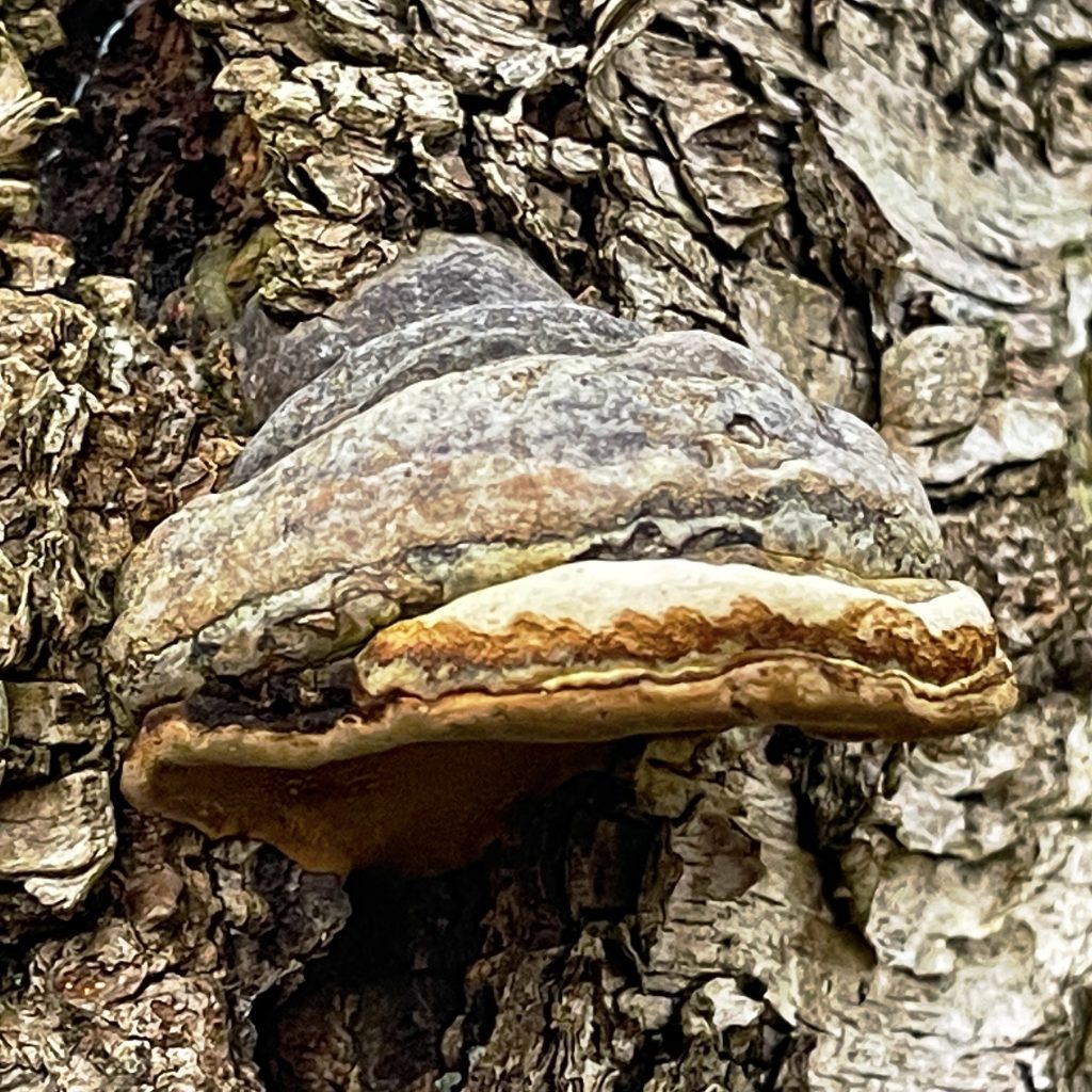 Tree fungus