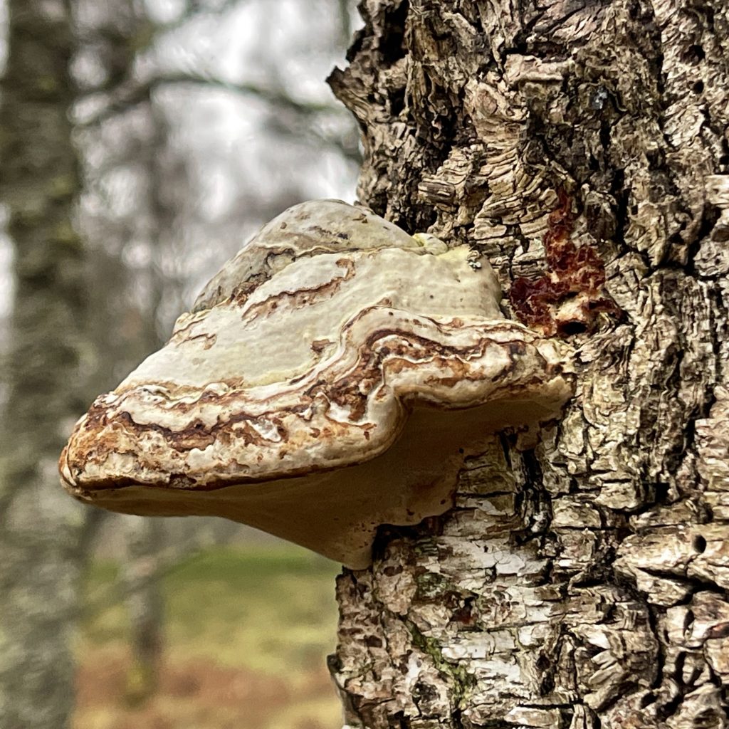 Craigellachie National Nature Reserve