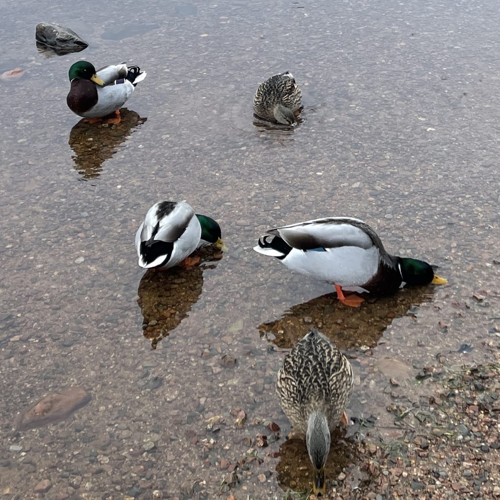 Loch Morlich​