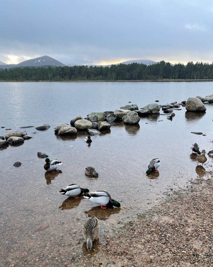 Loch Morlich​