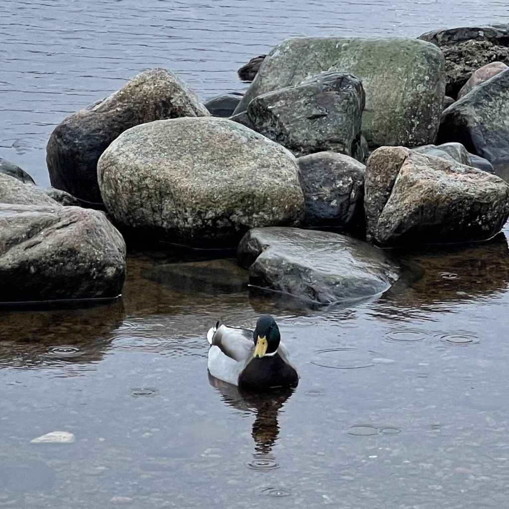 Mallard duck