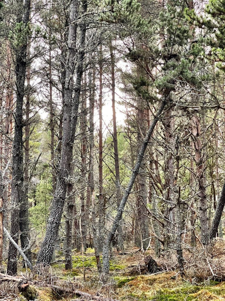 Carr Plantation Trail