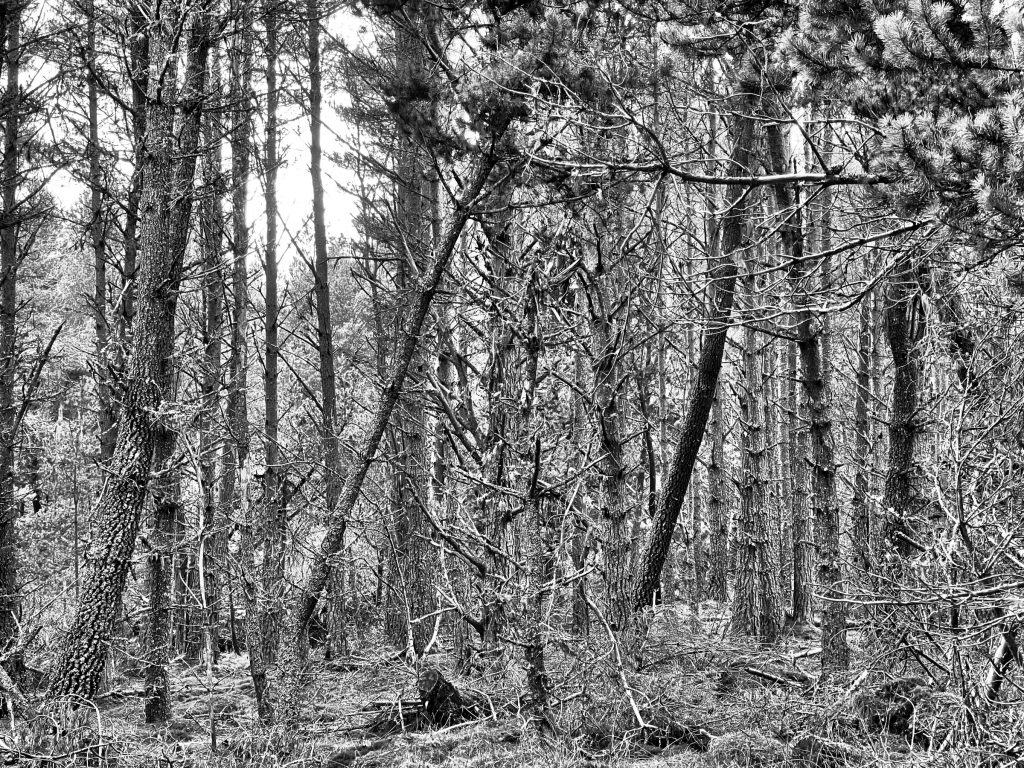 Carr Plantation Trail