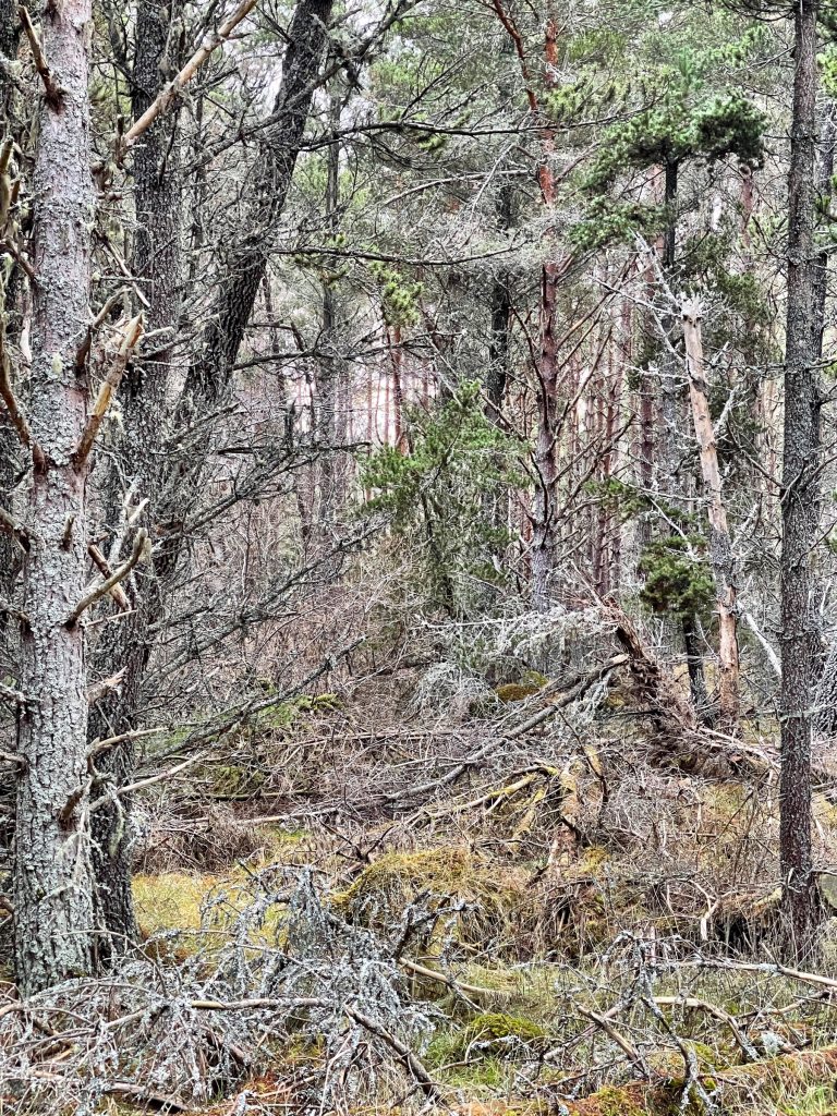 Carr Plantation Trail