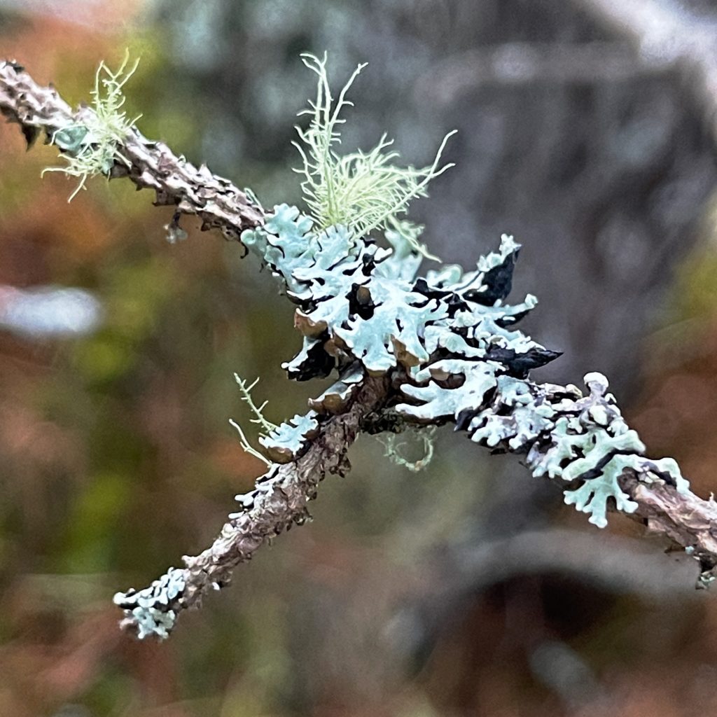 Carr Plantation Trail