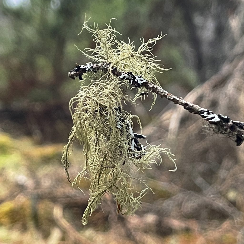 Carr Plantation Trail