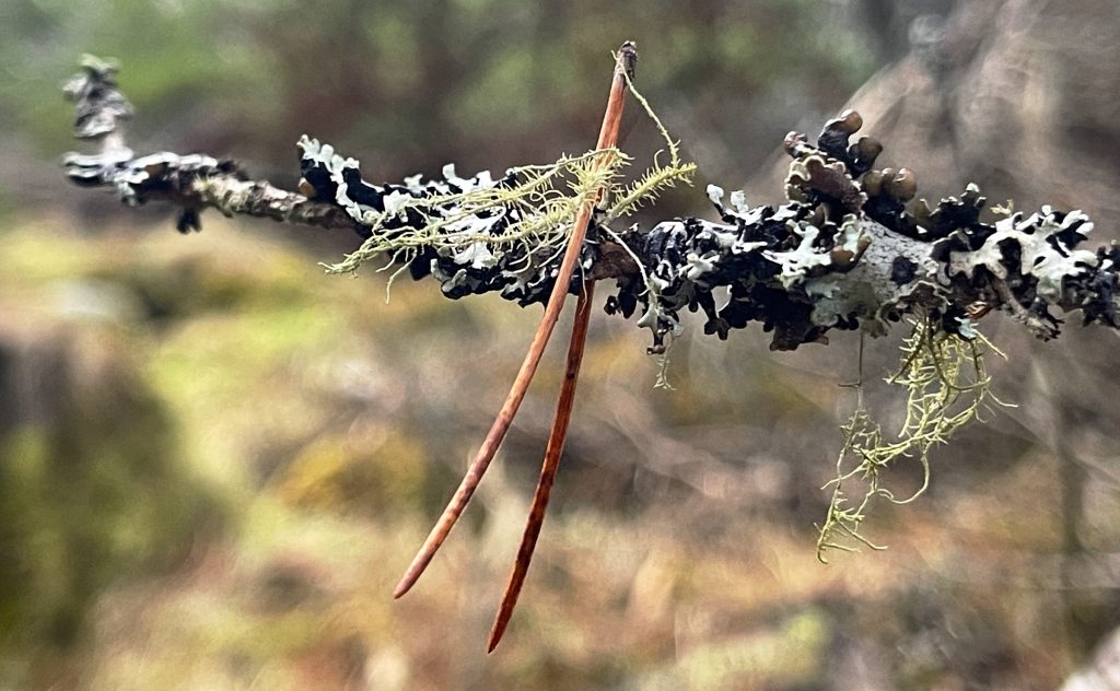 Carr Plantation Trail