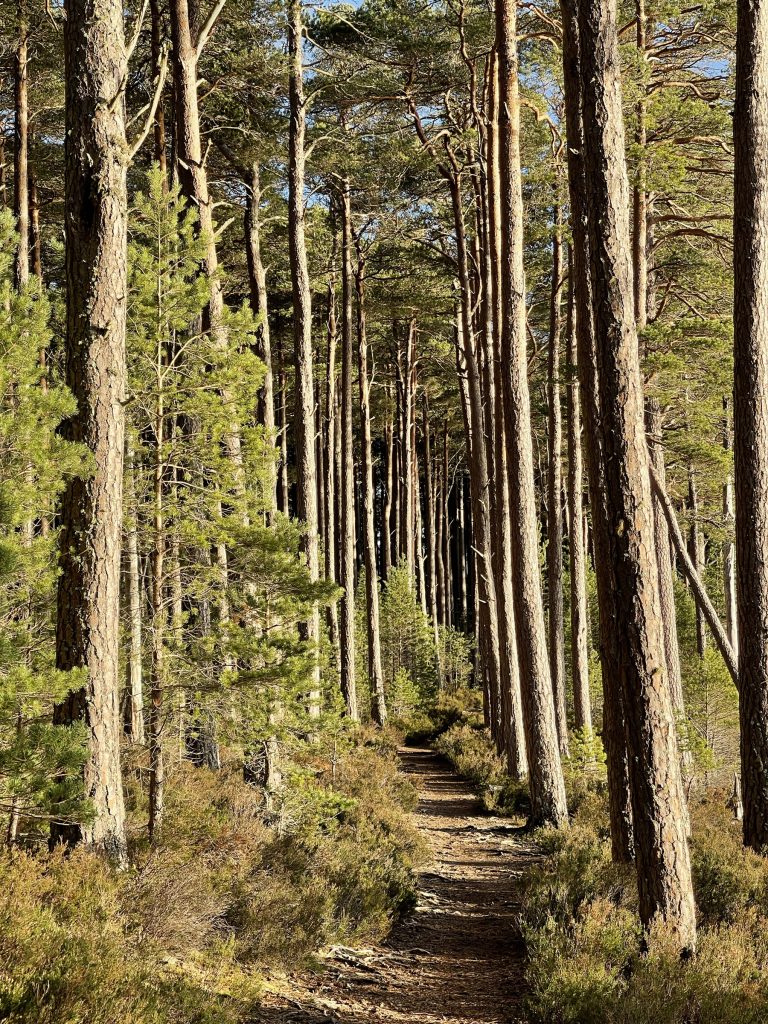 Abernethy Nature Reserve