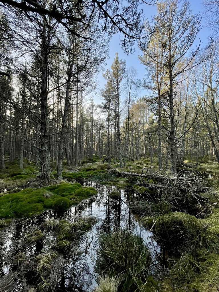 Abernethy Nature Reserve