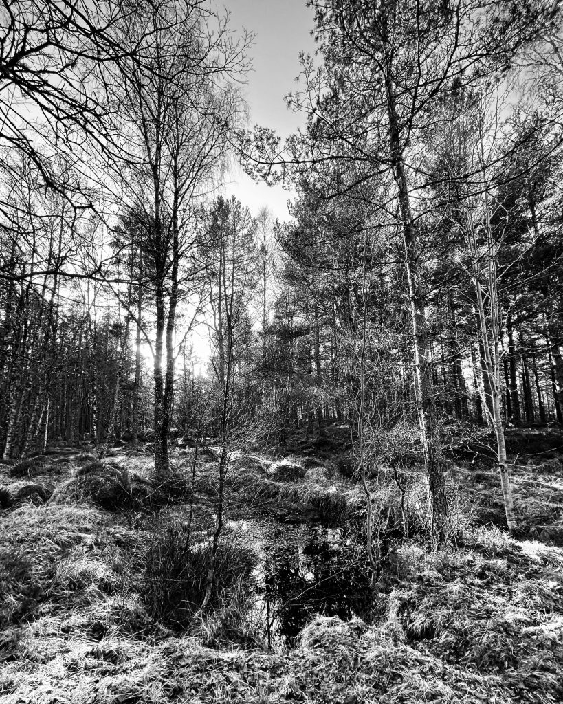 Abernethy Nature Reserve