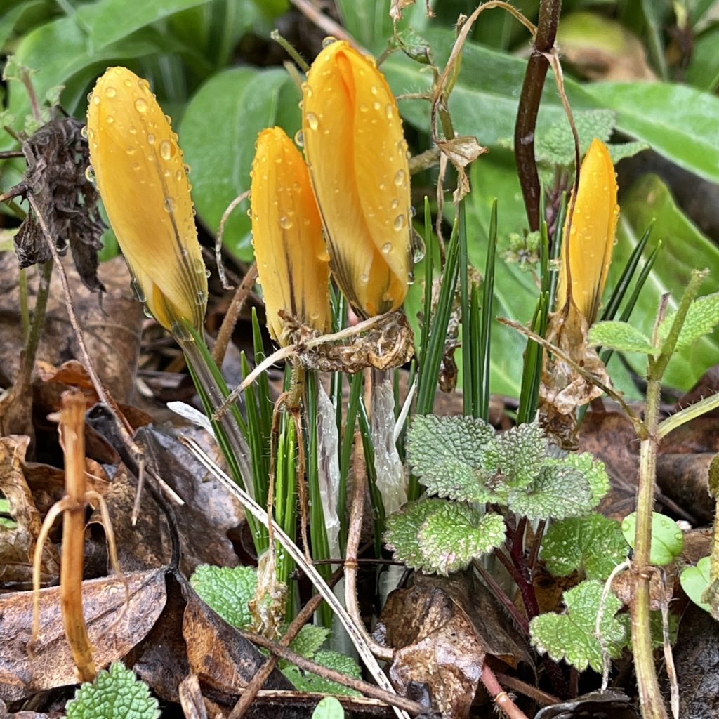 Rain drops on crocuses 